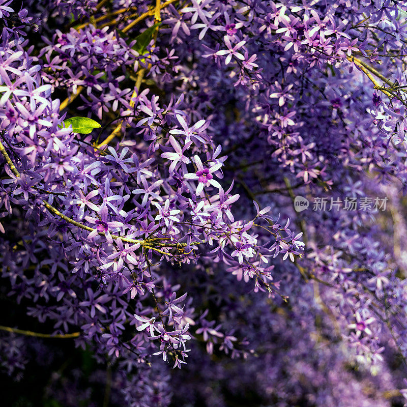 紫皇后花环(Petrea volubilis)开花藤蔓